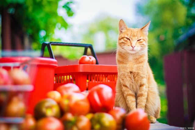 苹果猫番茄版苹果猫手工模版